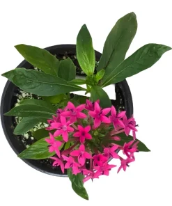 Pentas Jessica Punch Live Plants - 2 Pack, 5-9 inches Tall, Vibrant Pink Flowers, Egyptian Starcluster - Image 2