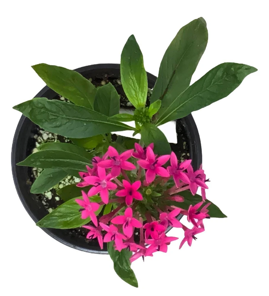 Pentas Jessica Punch Live Plants - 2 Pack, 5-9 inches Tall, Vibrant Pink Flowers, Egyptian Starcluster - Image 2
