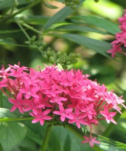 Pentas Jessica Punch Live Plants - 2 Pack, 5-9 inches Tall, Vibrant Pink Flowers, Egyptian Starcluster - Image 3