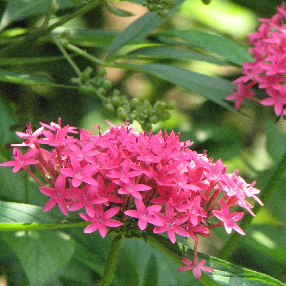 Pentas Jessica Punch Live Plants - 2 Pack, 5-9 inches Tall, Vibrant Pink Flowers, Egyptian Starcluster - Image 3