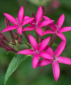 Pentas Jessica Punch Live Plants - 2 Pack, 5-9 inches Tall, Vibrant Pink Flowers, Egyptian Starcluster - Image 4