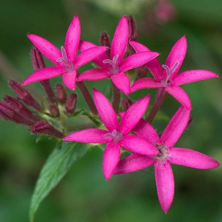 Pentas Jessica Punch Live Plants - 2 Pack, 5-9 inches Tall, Vibrant Pink Flowers, Egyptian Starcluster - Image 4