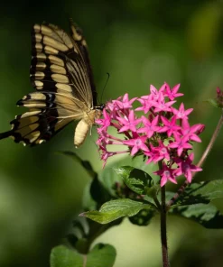 Pentas Jessica Punch Live Plants - 2 Pack, 5-9 inches Tall, Vibrant Pink Flowers, Egyptian Starcluster - Image 5