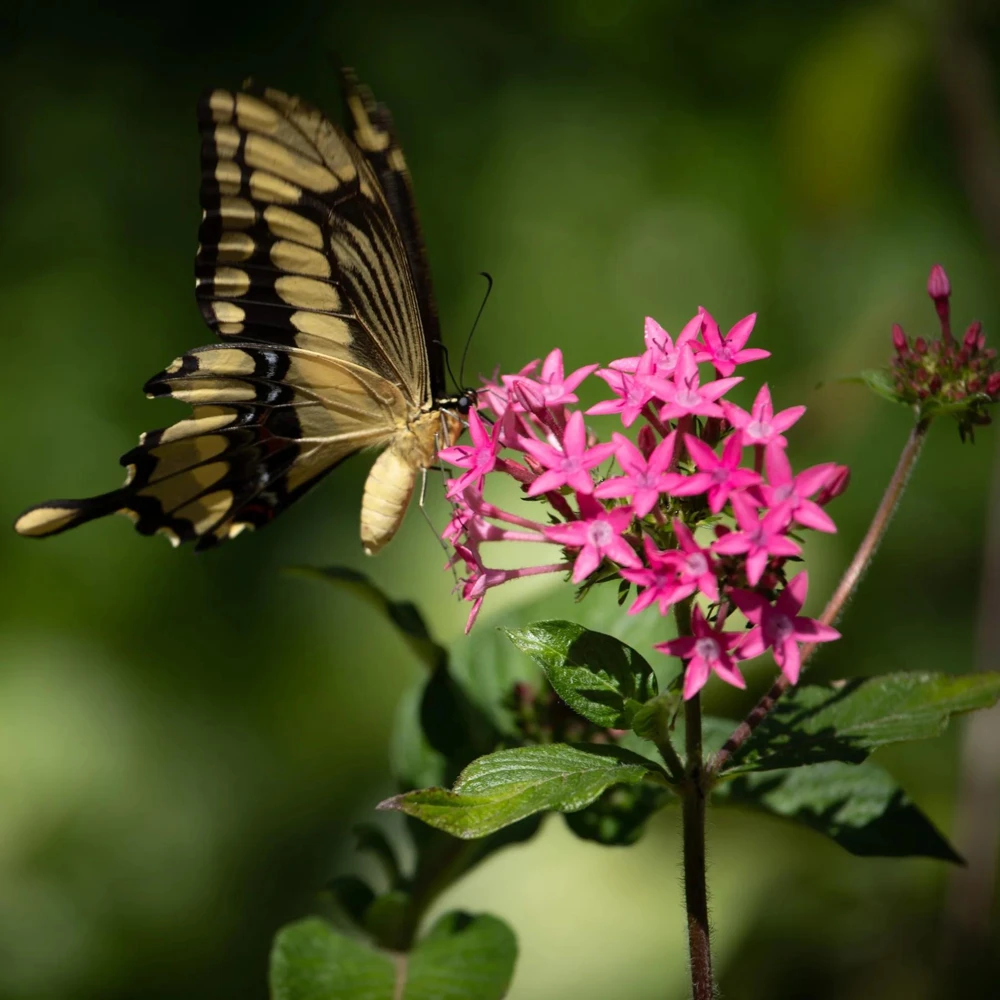 Pentas Jessica Punch Live Plants - 2 Pack, 5-9 inches Tall, Vibrant Pink Flowers, Egyptian Starcluster - Image 5