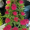 Pentas Lanceolata Live Plant - Starflower for Garden & Pollinators - Image 1
