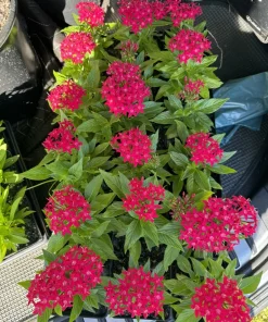Pentas Lanceolata Live Plant - Starflower for Garden & Pollinators - Image 1