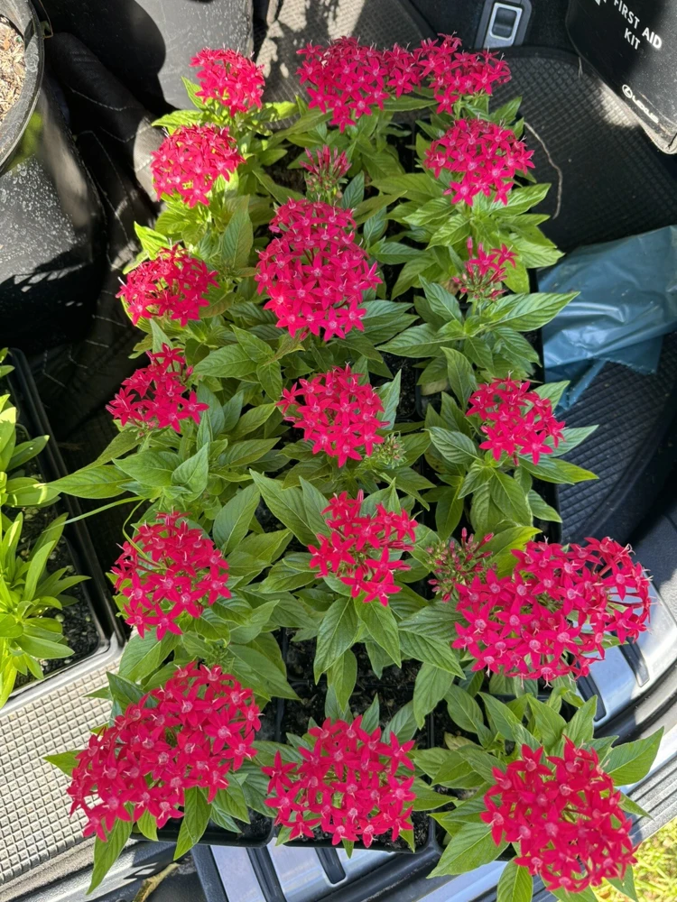 Pentas Lanceolata Live Plant - Starflower for Garden & Pollinators - Image 1