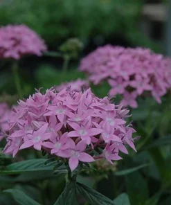 Pentas Lanceolata Orchid Illusion Live Plant – 2 Pack – 5-9" Tall – Egyptian Starcluster - Image 2