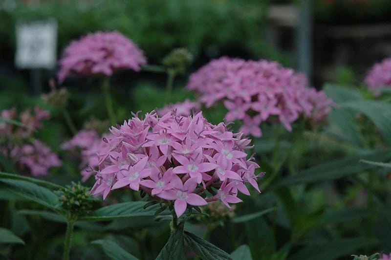 Pentas Lanceolata Orchid Illusion Live Plant – 2 Pack – 5-9" Tall – Egyptian Starcluster - Image 2