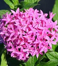 Pentas Lanceolata Orchid Illusion Live Plant – 2 Pack – 5-9