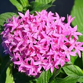 Pentas Lanceolata Orchid Illusion Live Plant – 2 Pack – 5-9" Tall – Egyptian Starcluster - Image 3