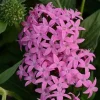 Pentas Lanceolata Orchid Illusion Live Plant – 2 Pack – 5-9" Tall – Egyptian Starcluster - Image 1