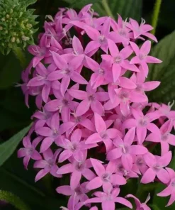 Pentas Lanceolata Orchid Illusion Live Plant – 2 Pack – 5-9" Tall – Egyptian Starcluster - Image 1