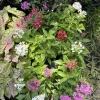 Pentas Live Plant – Egyptian Star Flower for Butterfly Gardens – Outdoor - Image 1