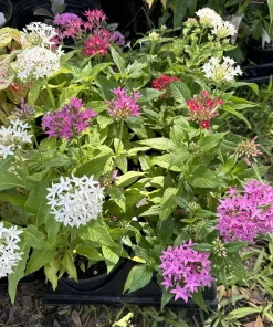Pentas Live Plant – Vibrant Starflower – Butterfly Bush for Garden - Image 2