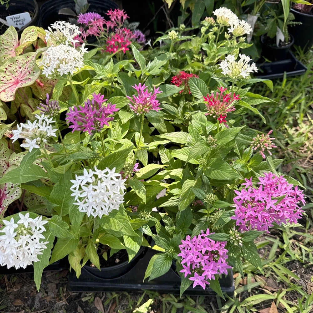 Pentas Live Plant – Vibrant Starflower – Butterfly Bush for Garden - Image 2
