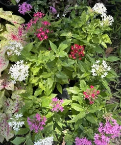 Pentas Live Plant – Vibrant Starflower – Butterfly Bush for Garden - Image 1