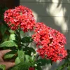 Pentas Pink Profusion Live Plants - 2 Pack, 5-9 inch Tall Egyptian Starcluster for Outdoor Gardens - Image 1