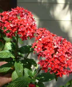 Pentas Pink Profusion Live Plants - 2 Pack, 5-9 inch Tall Egyptian Starcluster for Outdoor Gardens - Image 1