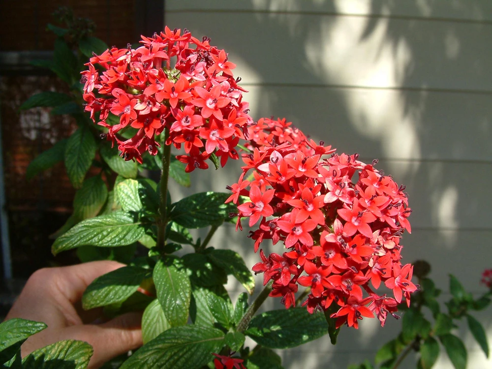 Pentas Pink Profusion Live Plants - 2 Pack, 5-9 inch Tall Egyptian Starcluster for Outdoor Gardens - Image 1