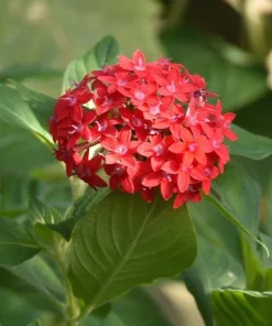 Pentas Pink Profusion Live Plants - 2 Pack, 5-9 inch Tall Egyptian Starcluster for Outdoor Gardens - Image 2