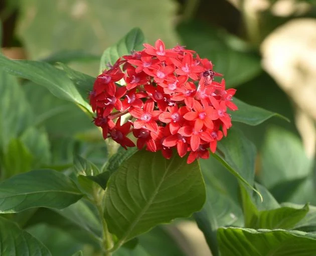 Pentas Pink Profusion Live Plants - 2 Pack, 5-9 inch Tall Egyptian Starcluster for Outdoor Gardens - Image 2