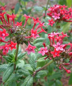 Pentas Pink Profusion Live Plants - 2 Pack, 5-9 inch Tall Egyptian Starcluster for Outdoor Gardens - Image 3