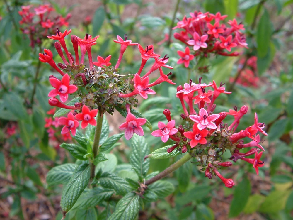Pentas Pink Profusion Live Plants - 2 Pack, 5-9 inch Tall Egyptian Starcluster for Outdoor Gardens - Image 3