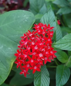 Pentas Ruby Glow Live Plants | 2-Pack | 5-9