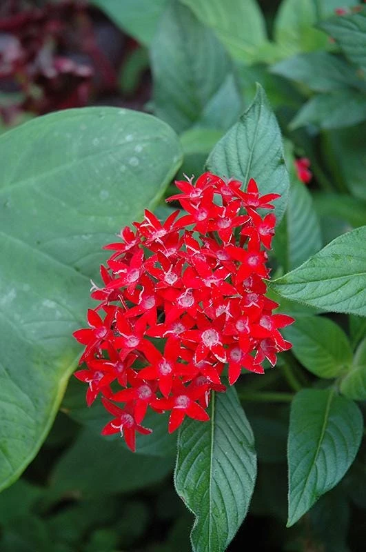 Pentas Ruby Glow Live Plants | 2-Pack | 5-9" Tall | Egyptian Starcluster - Image 2