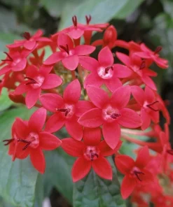 Pentas Ruby Glow Live Plants | 2-Pack | 5-9