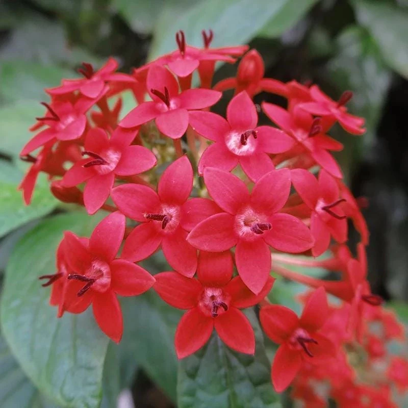 Pentas Ruby Glow Live Plants | 2-Pack | 5-9" Tall | Egyptian Starcluster - Image 3