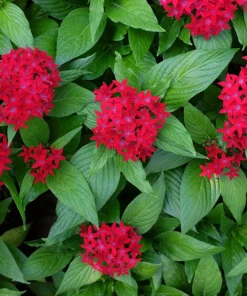 Pentas Ruby Glow Live Plants | 2-Pack | 5-9