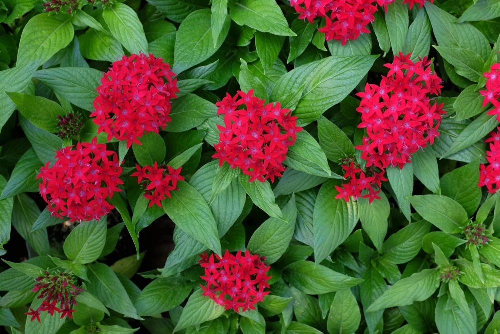 Pentas Ruby Glow Live Plants | 2-Pack | 5-9" Tall | Egyptian Starcluster - Image 4