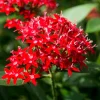 Pentas Ruby Glow Live Plants | 2-Pack | 5-9" Tall | Egyptian Starcluster - Image 1
