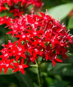 Pentas Ruby Glow Live Plants | 2-Pack | 5-9" Tall | Egyptian Starcluster - Image 1
