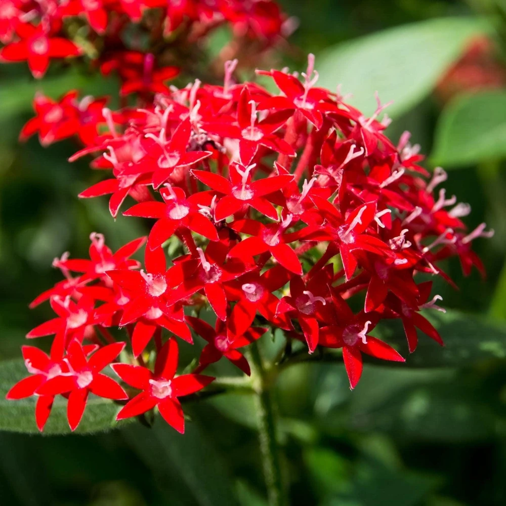 Pentas Ruby Glow Live Plants | 2-Pack | 5-9" Tall | Egyptian Starcluster - Image 1