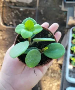 Peperomia Hope Live Plant – 2in & 4in Pot – Indoor Foliage Plant - Image 2