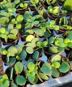 Peperomia Hope Live Plant – 2in & 4in Pot – Indoor Foliage Plant - Image 3