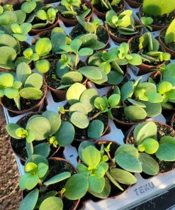Peperomia Hope Live Plant – 2in & 4in Pot – Indoor Foliage Plant - Image 4