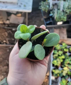 Peperomia Hope Live Plant – 2in & 4in Pot – Indoor Foliage Plant - Image 5