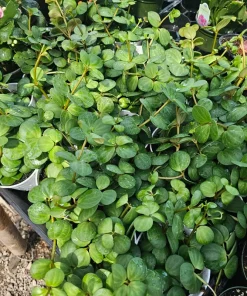 Peperomia Hope Live Plant – 2in & 4in Pot – Indoor Foliage Plant - Image 6