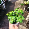 Peperomia Hope Live Plant – 2in & 4in Pot – Indoor Foliage Plant - Image 1