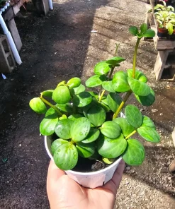 Peperomia Hope Live Plant – 2in & 4in Pot – Indoor Foliage Plant - Image 1