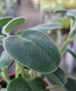 Peperomia Incana Live Plant – Felted Pepperface Houseplant – 4 inch Pot – Indoor - Image 2