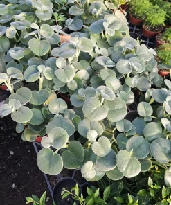 Peperomia Incana Live Plant – Felted Pepperface Houseplant – 4 inch Pot – Indoor - Image 3