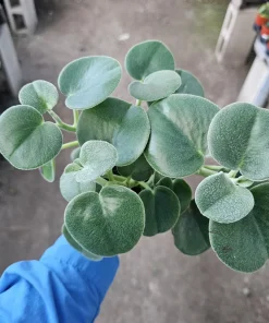 Peperomia Incana Live Plant – Felted Pepperface Houseplant – 4 inch Pot – Indoor - Image 4