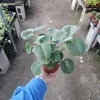 Peperomia Incana Live Plant – Felted Pepperface Houseplant – 4 inch Pot – Indoor - Image 1
