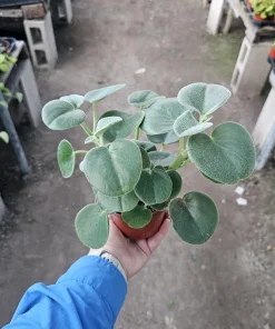Peperomia Incana Live Plant – Felted Pepperface Houseplant – 4 inch Pot – Indoor - Image 1