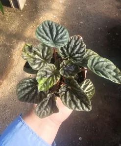 Peperomia Napoli Nights Live Plant – Radiator Plant – 2 inch Pot – Indoor Foliage - Image 2